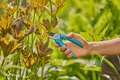 Sekatör EasyCut Gardena